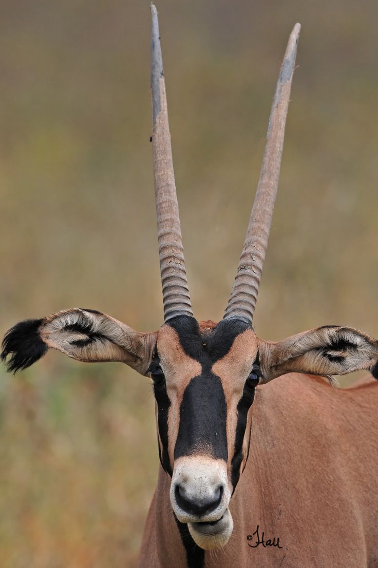 Fringe-eared Oryx