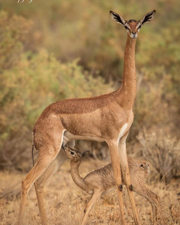 Gerenuk