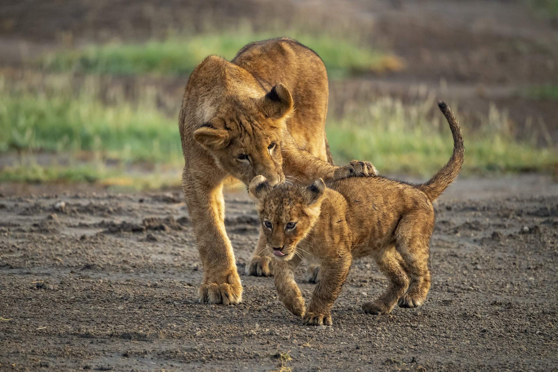 Luxury Safari Tour