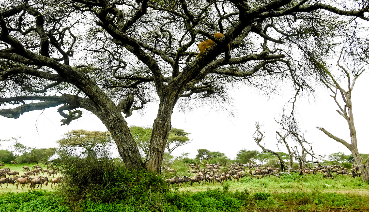 Tree Climbing Lion