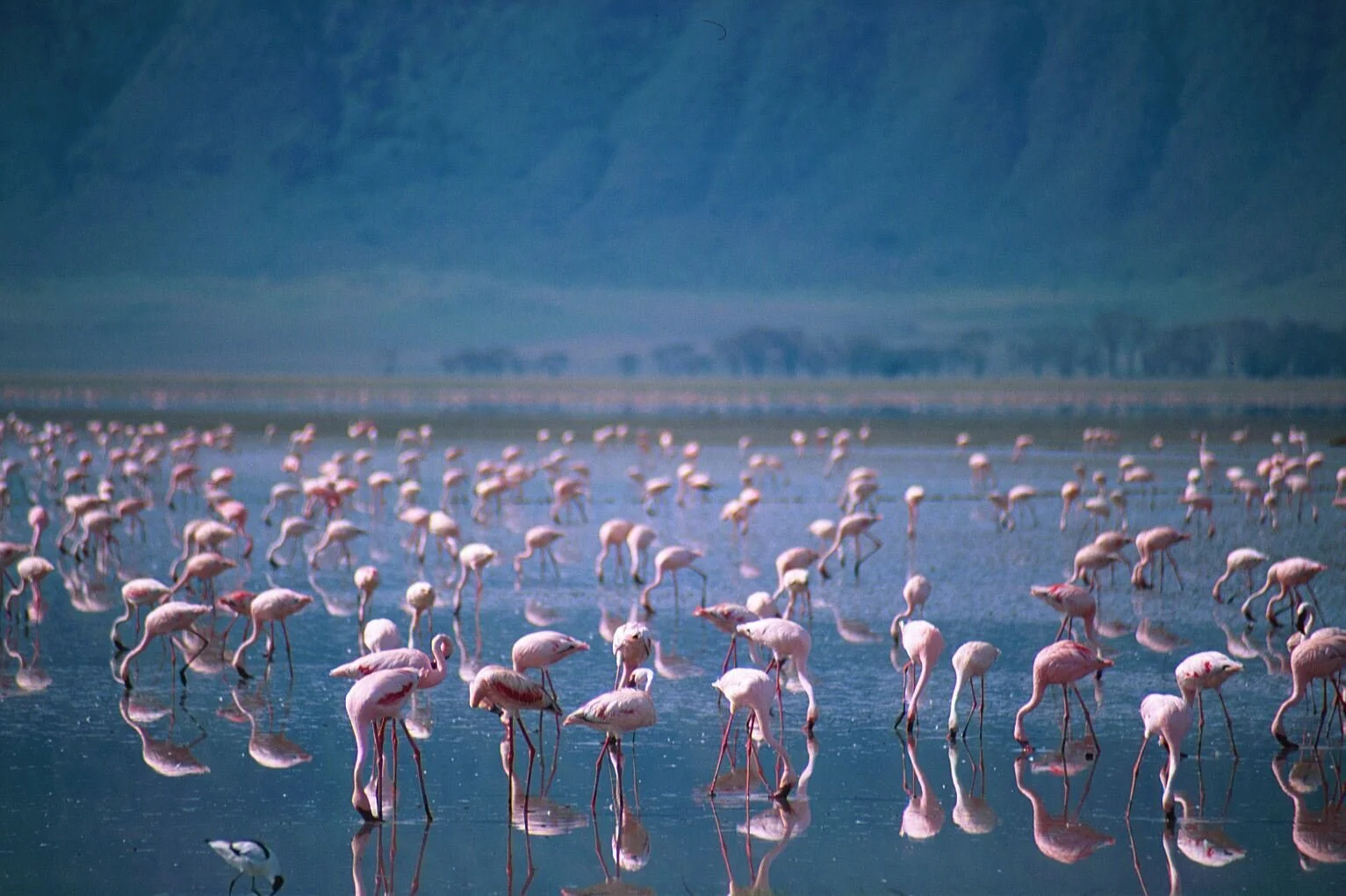 Flamingos on the Lake