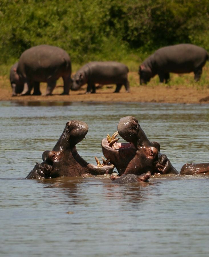 Hippos in Water