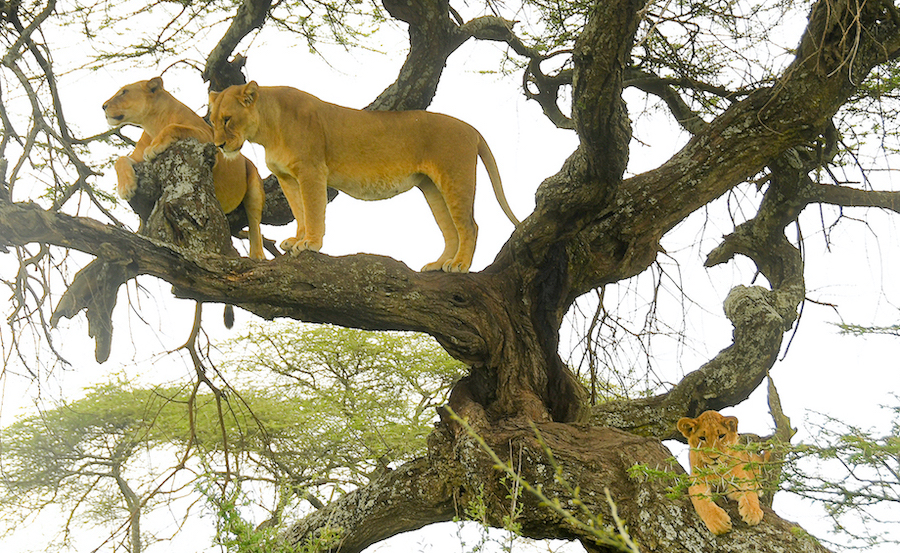 Tree-Climbing Lions