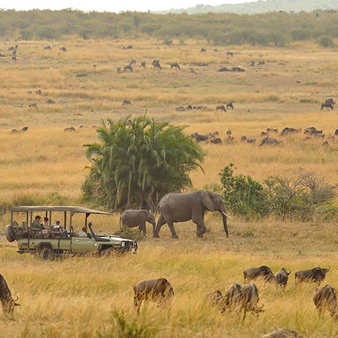 Wildlife Safari
