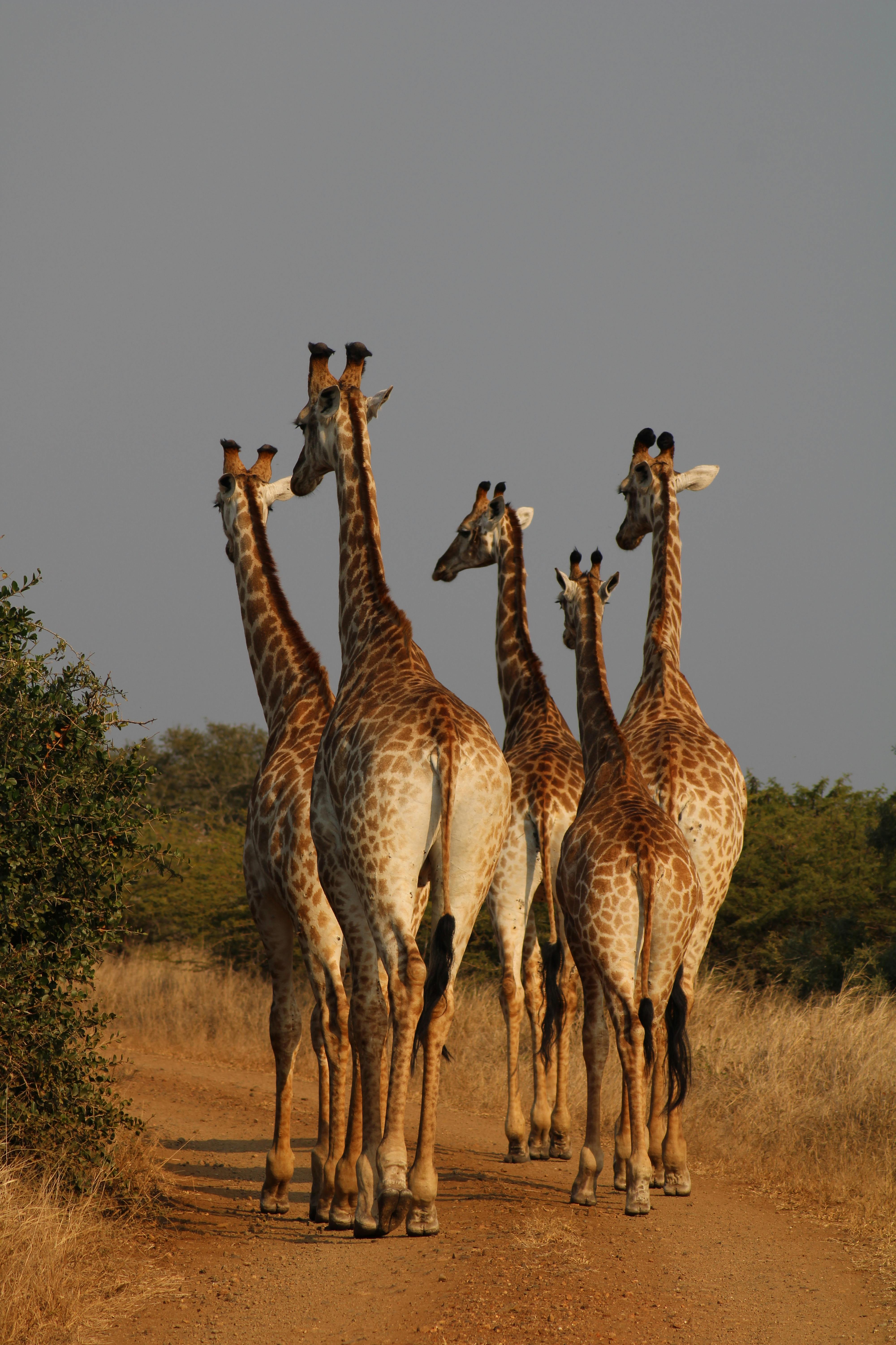 giraffe