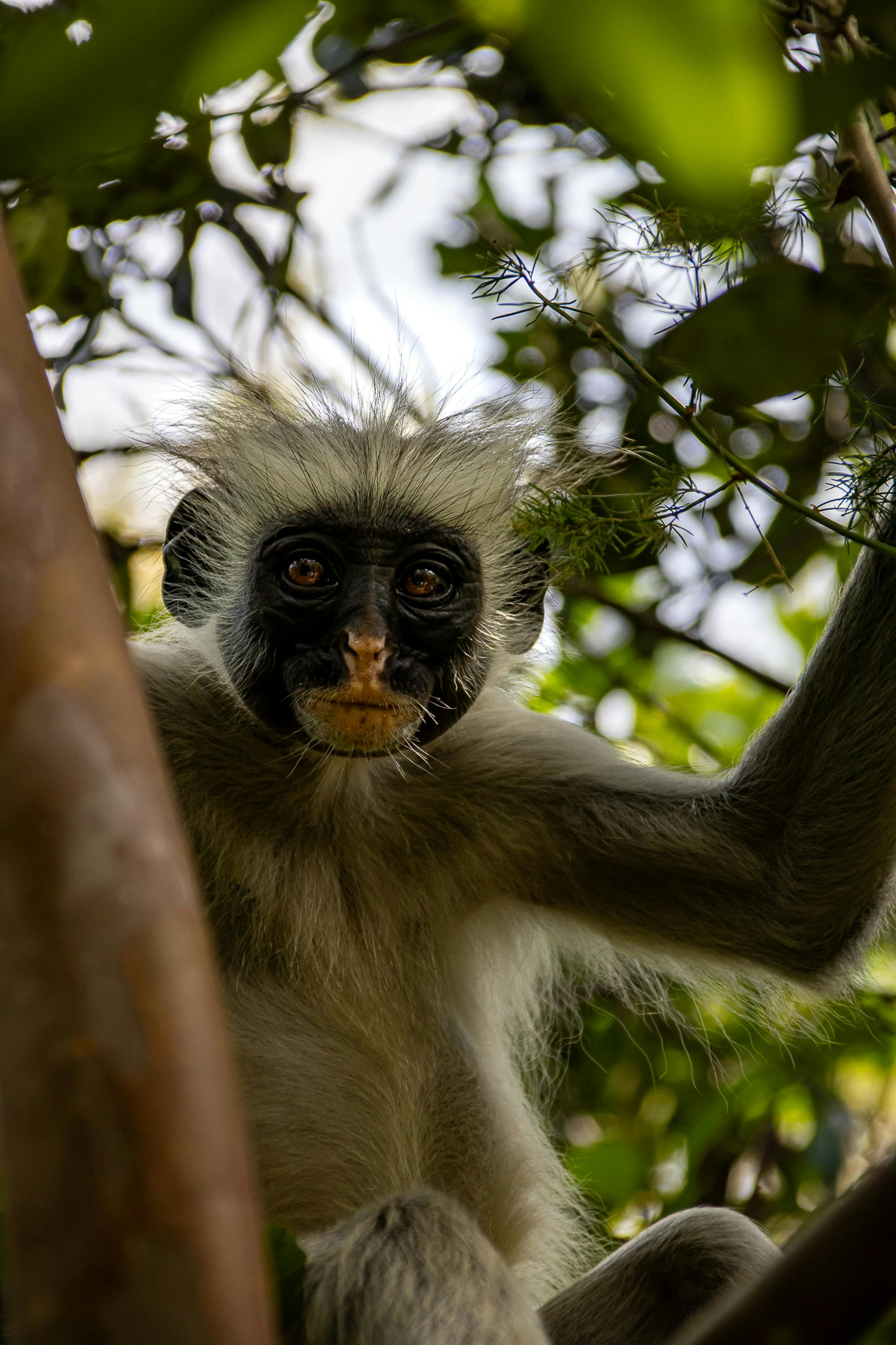 Monkey