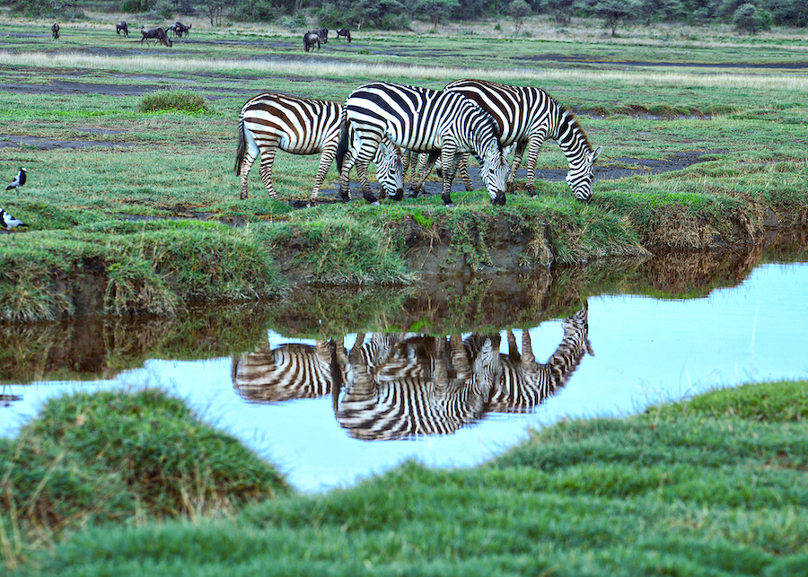 Zebra