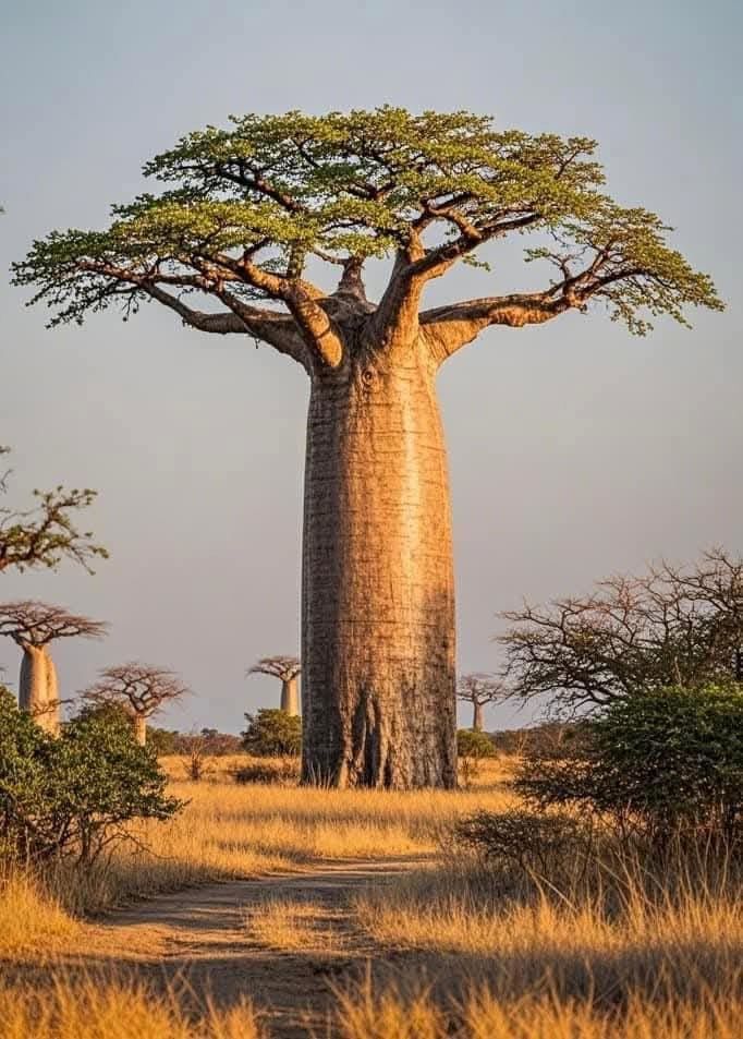 Baobab Trees