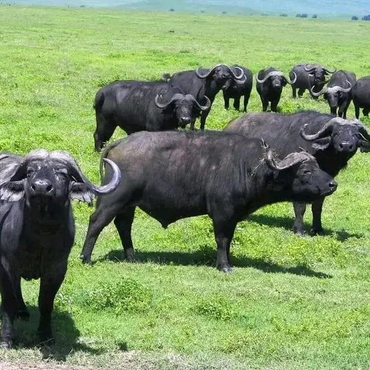 Buffalo