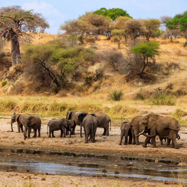Elephant
