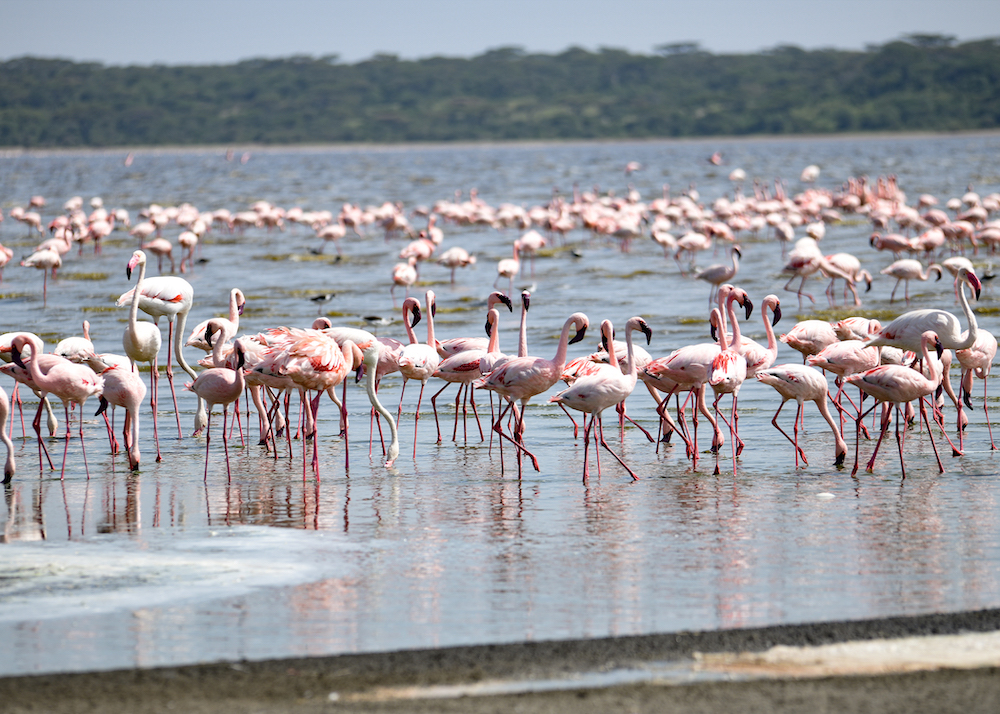 flamingo