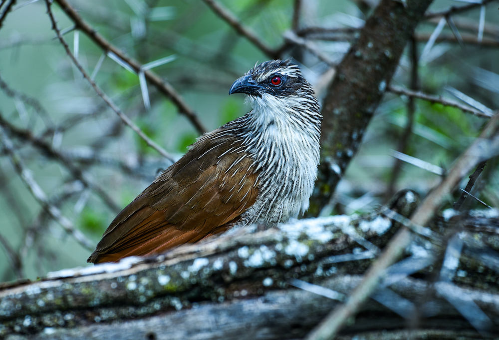 bird
