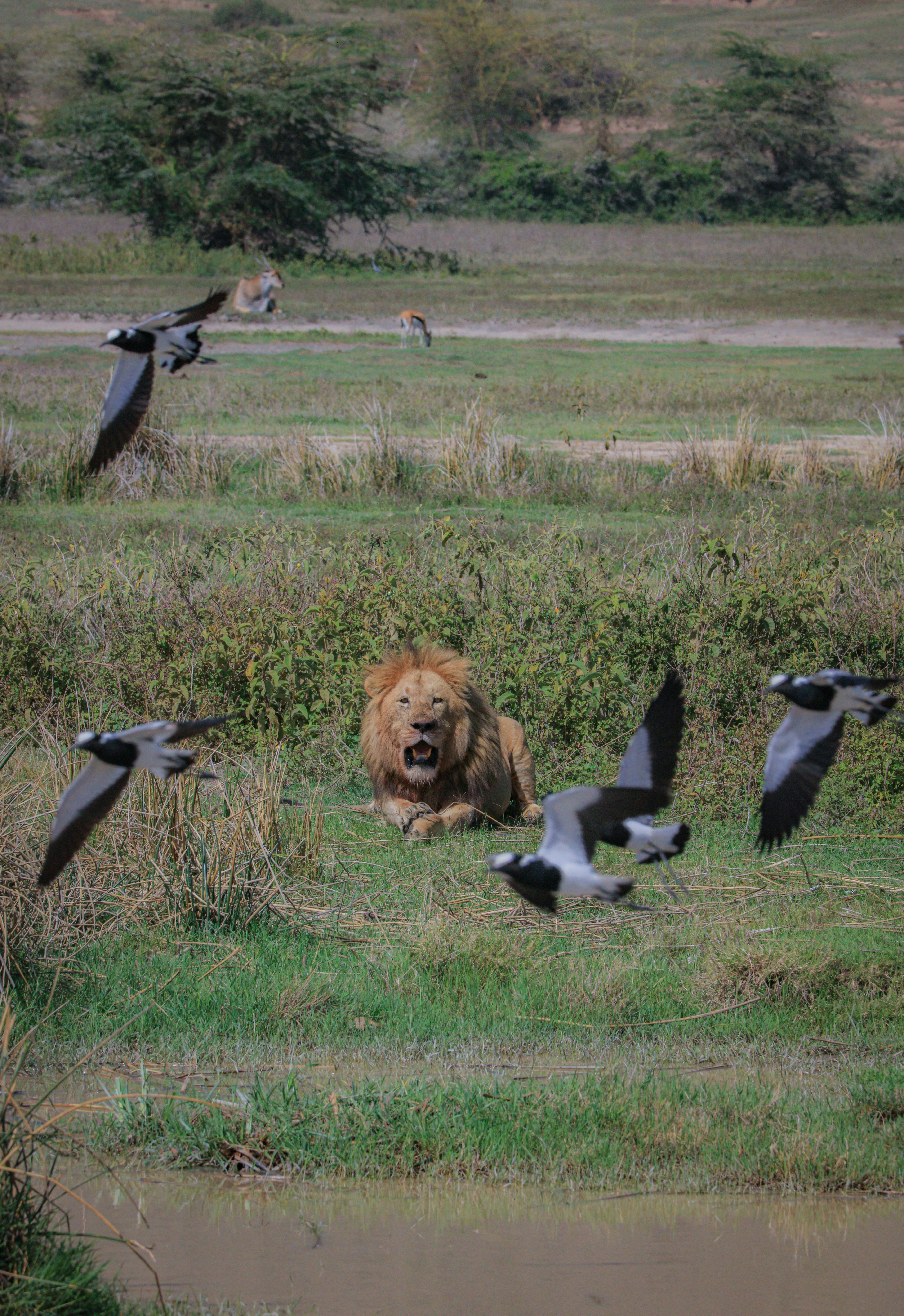 Lake Manyara View