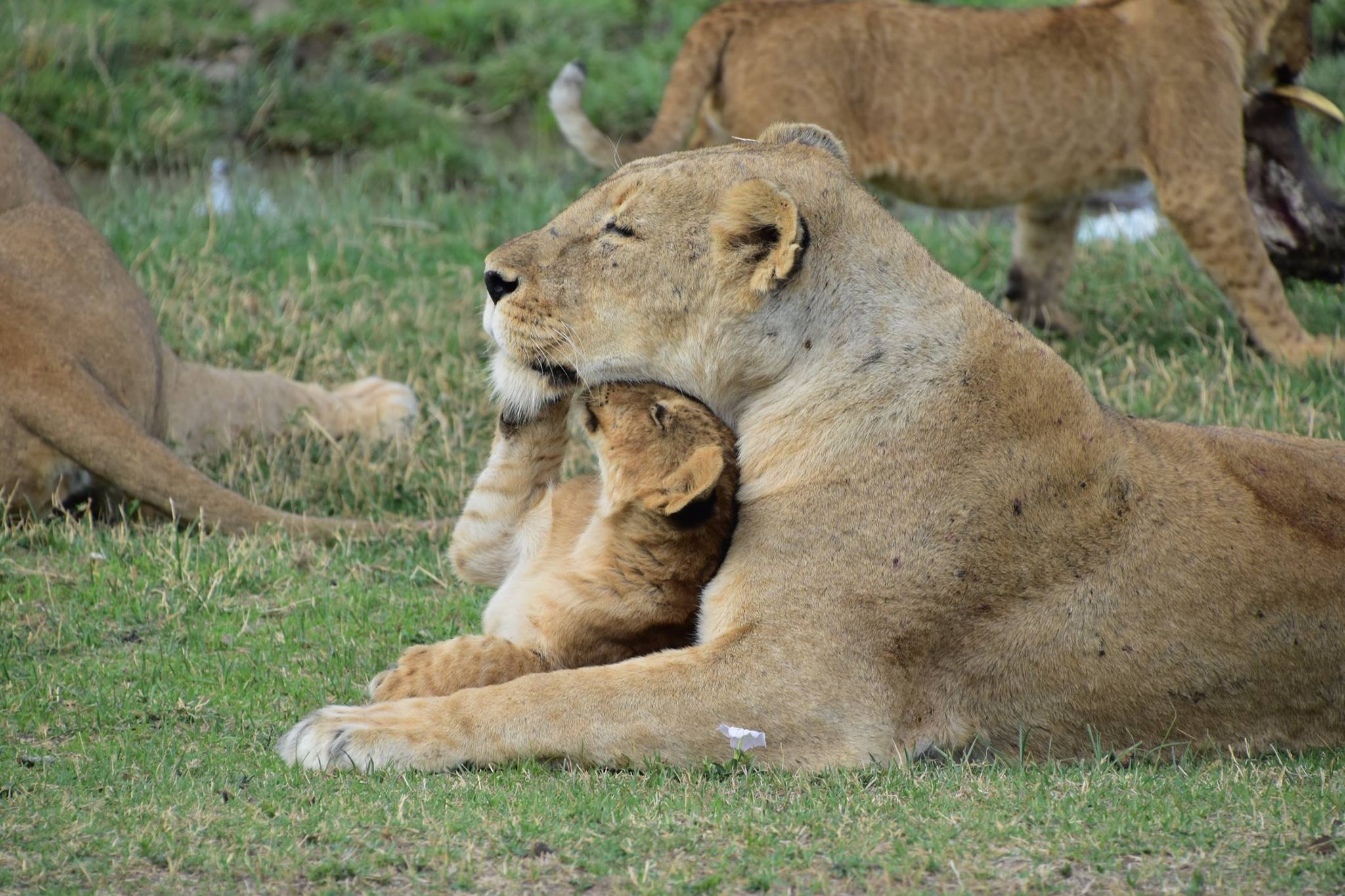 Lion in Serengeti