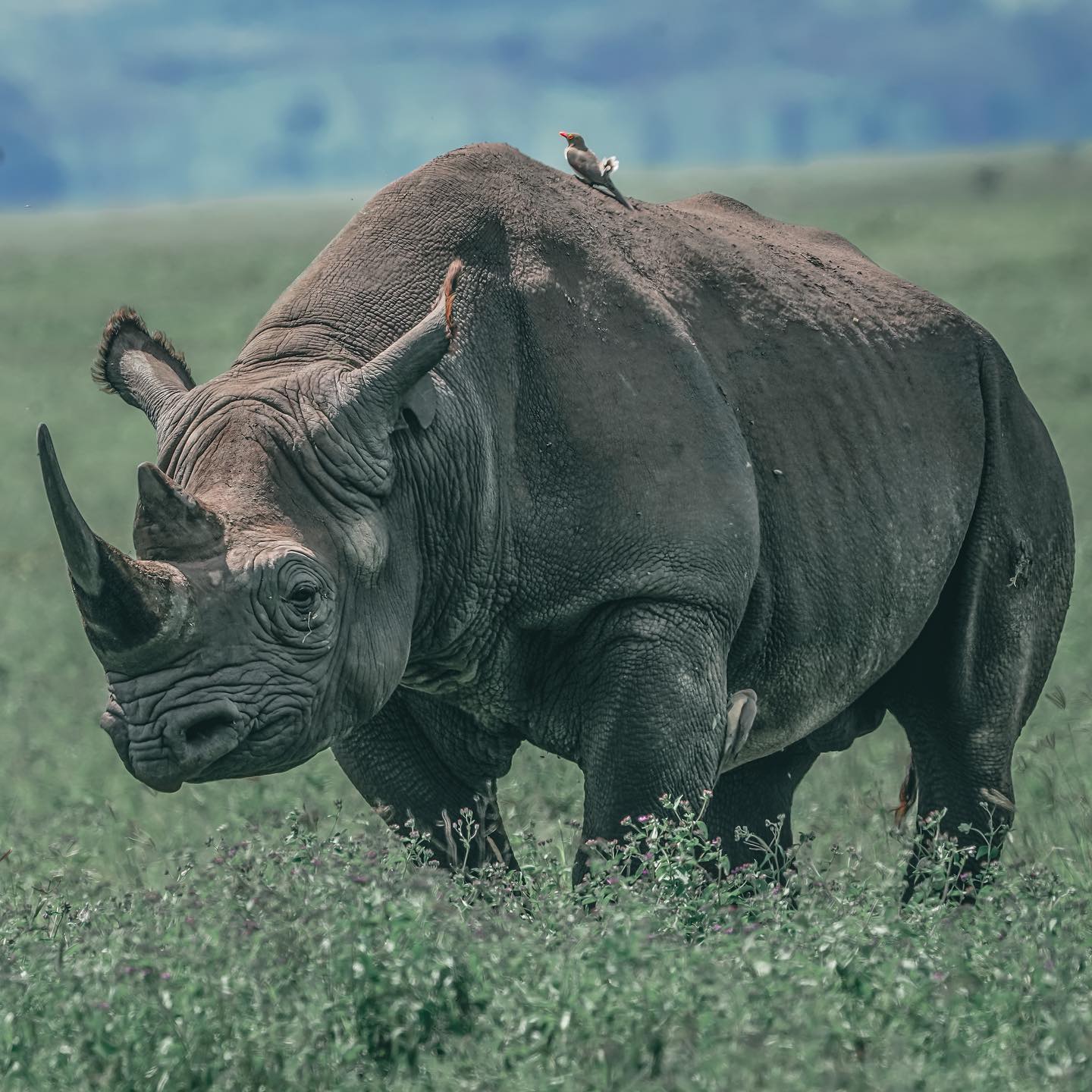 Black Rhino