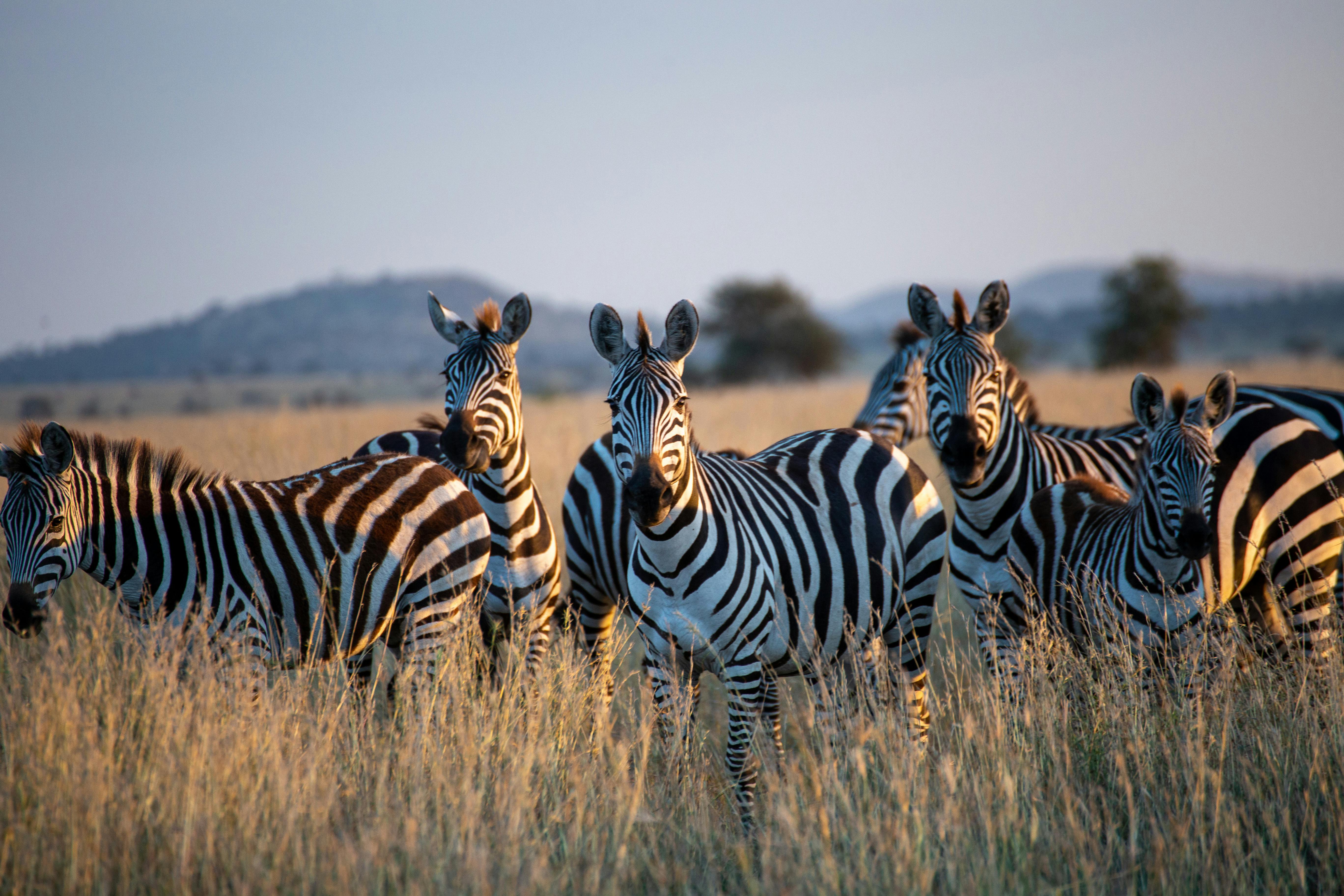 Zebra Migration